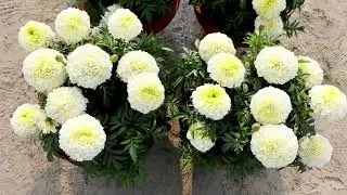 The Discover the Alluring Beauty of White Marigold