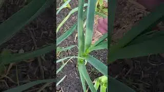 Такая подкормка чеснока дает 100% результат