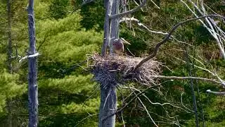 Great Blue Heron Rookery
