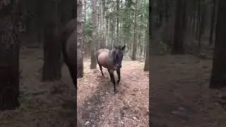 hourse kick the tree, fart on dog and then run away#shorts#viralshorts#trending#trend#trendingshorts