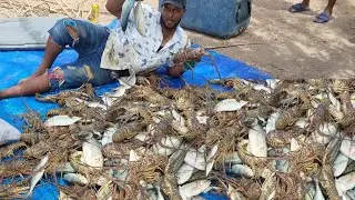 Massive lobster catch to start the season!!!Epic