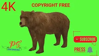 Bear Green Screen Video, भालू Green Screen Footage!