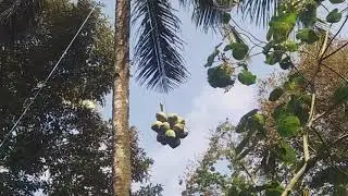Rahasia Metik Kelapa Muda Anti Pecah || Dari Ketinggian