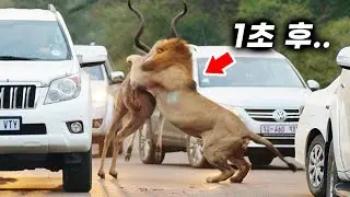 매우 당황한 사자의 무서운 반전