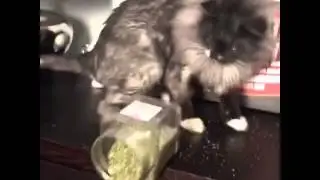 PurpleCrumbs Best Vine Videos