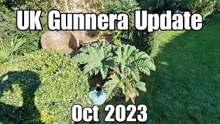 Gunnera update Oct 2023 UK