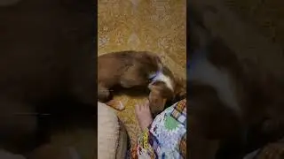 puppy love puppy play