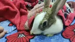 Rabbit asks to be pet