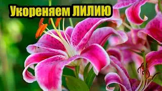 Укореняем Лилию