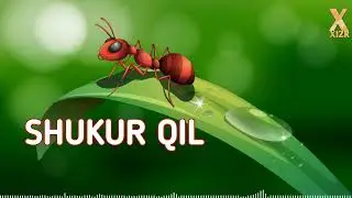 SHUKUR QIL/ ISLAMIY SHER 2022