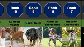 20 Strong Dog breeds who can easily Hunt Deer..