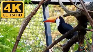 Artis Amsterdam Royal Zoo - Amsterdam, Netherlands
