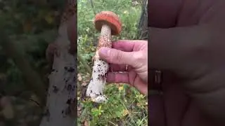 Собираем грибы.