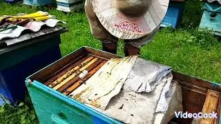 "срок прошел а маток нет"
