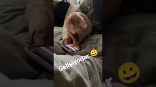 Gelişiyorlar 😀  #kedi #kediler #kedivideoları #komikvideolar #komikkediler