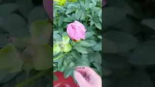 Что делать с пионами после цветения🌺 
