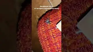 Это ШОК! ОГРОМНЫЙ ПАУК ПОЛЗАЕТ ПО МОЕМУ ДИВАНУ! Мне очень страшно!!!! Помогите!😰😰😰😰😰😰😰😰 