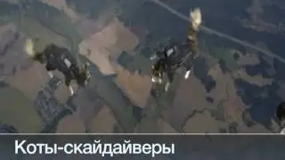 Креативная реклама или коты-скайдайверы