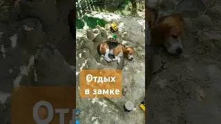 Бесплатный отдых в замке! Из песка)) #деревня #отдых #бигль #собака #топ #шортс #замок #путевка #dog
