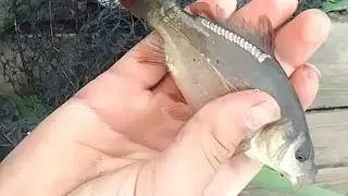 рыбалка на поплавок,в городском округе. Я в шоке кто клюнул 😱