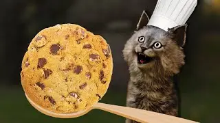 A cat makes cookies without a recipe.