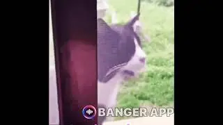 Virus sad cat. I made another