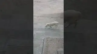 непонятный барбоскин