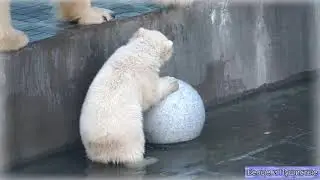 Круглый и белый плывёт по волнам. Мишки задумались: 