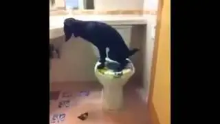 Собаку приучили к туалету
