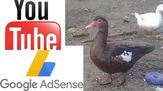 Вы будете платить налог в США?  Налог YouTube  Adsense  Форма W 8BEN  Сельская Жизнь