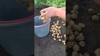Первый урожай молодого картофеля. New potatoes