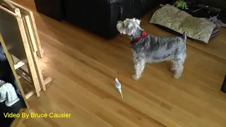 Budgie And Dog Go For A Walk