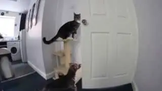 Кот открывает  собаке двери