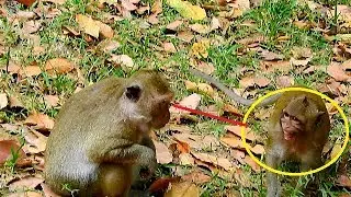 What's wrong mom Popeye do on her son? | Poor Sweetpea finding food near mom Popeye &scare much |