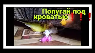 Попугай под кроватью! Зачем волнистый попугай прячется под кроватью!? Смешной волнистик Чика/ parrot