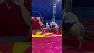 Цирк Шапито