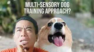 Multi-sensory Dog Training Approach