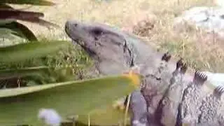 Iguana!