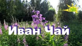 Иван Чай. Простой Способ Сбора