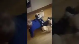 Puppies chase