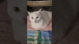 Ищем дом в Германии 