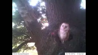 Barn Owl - Trail Camera photo's