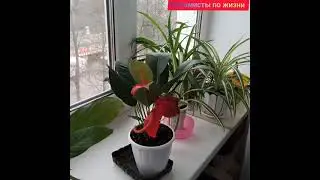 ВЕСЕННИЕ ЦВЕТЫ НА ПОДОКОННИКЕ!