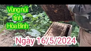 Mat ong rung 2024