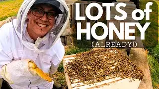 First Honeybee Hive Inspection of 2023!!
