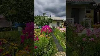 Дачные цветы этого сезона #дача #деревня #цветы #садовыецветы