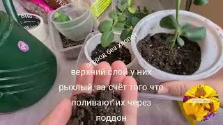 Черенки роз пропадают после появления корней? Значит что то делаете не правильно!