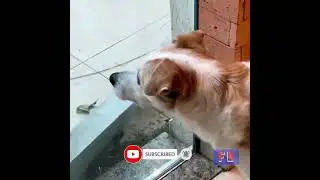 Funniest Dog Reaction | Fail Out
