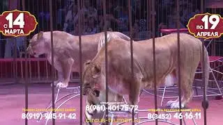 Империя львиц