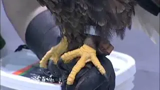 Кеннет Эндрю Белл представляет американского белоголового орлана